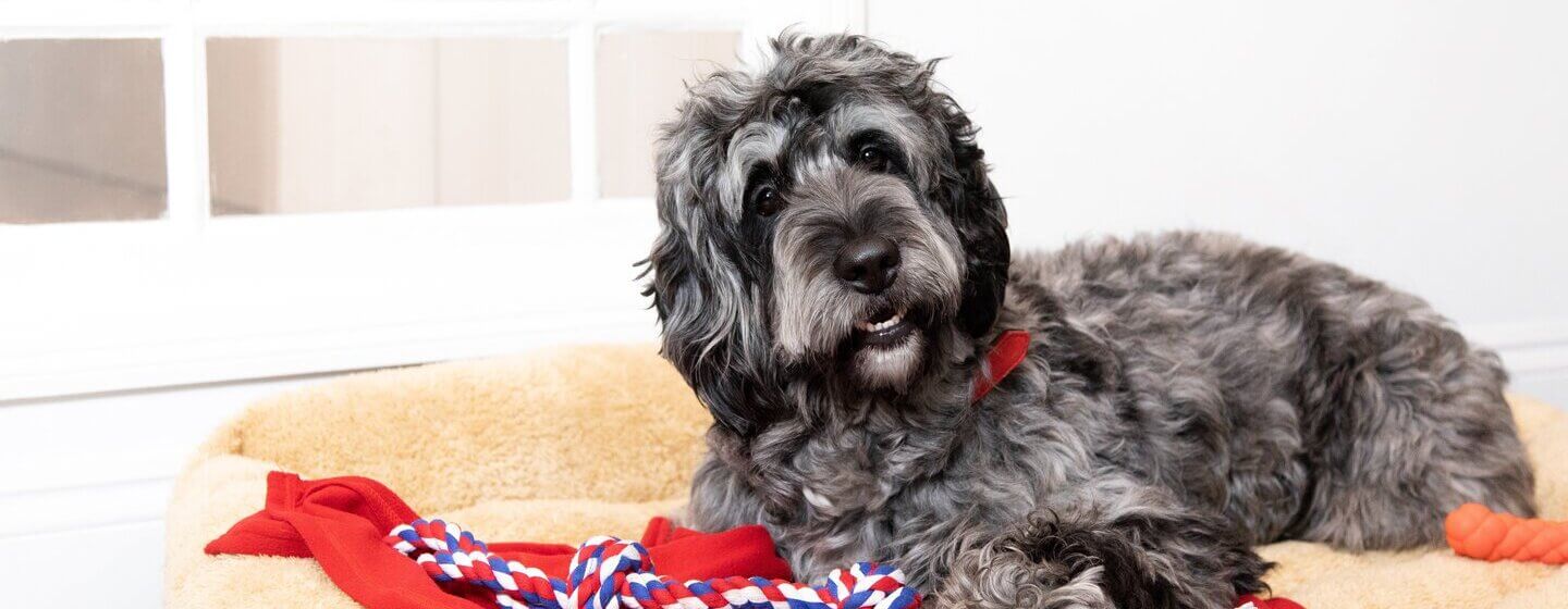 Large rough haired top dog